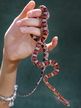 corn snake crypto