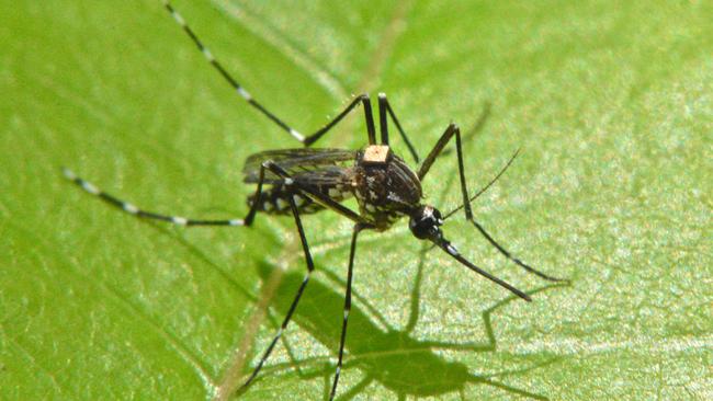 Gold Coast City Council is ramping up its fight against mosquitoes after recent heavy rain.