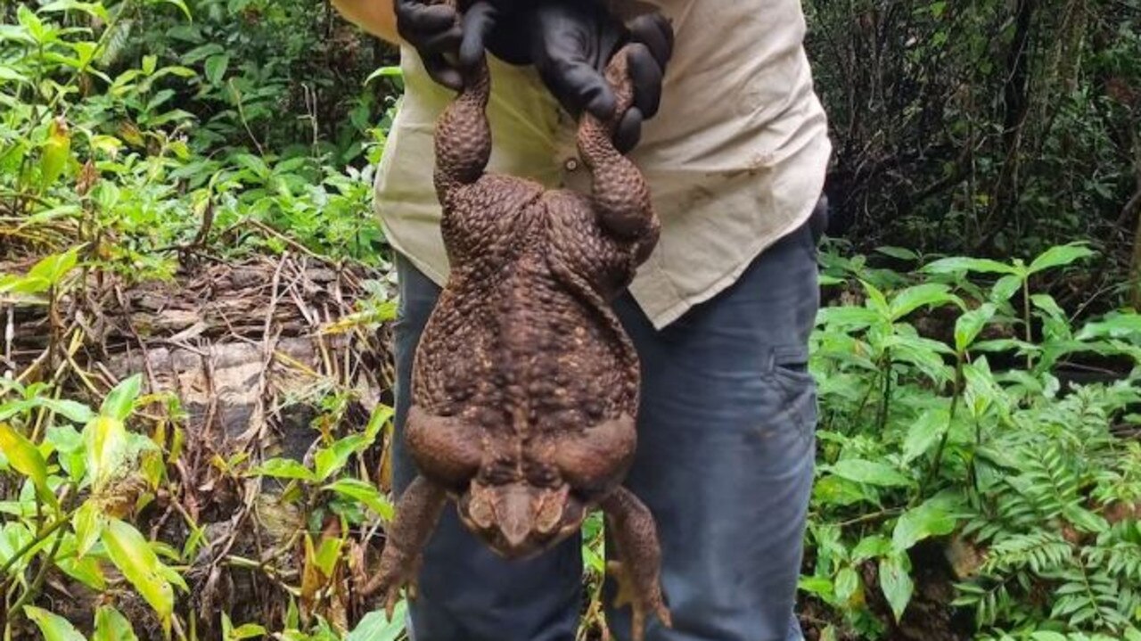 Toadzilla looked like a football with legs, according to the ranger. Picture: Department of Environment and Science via ABC News