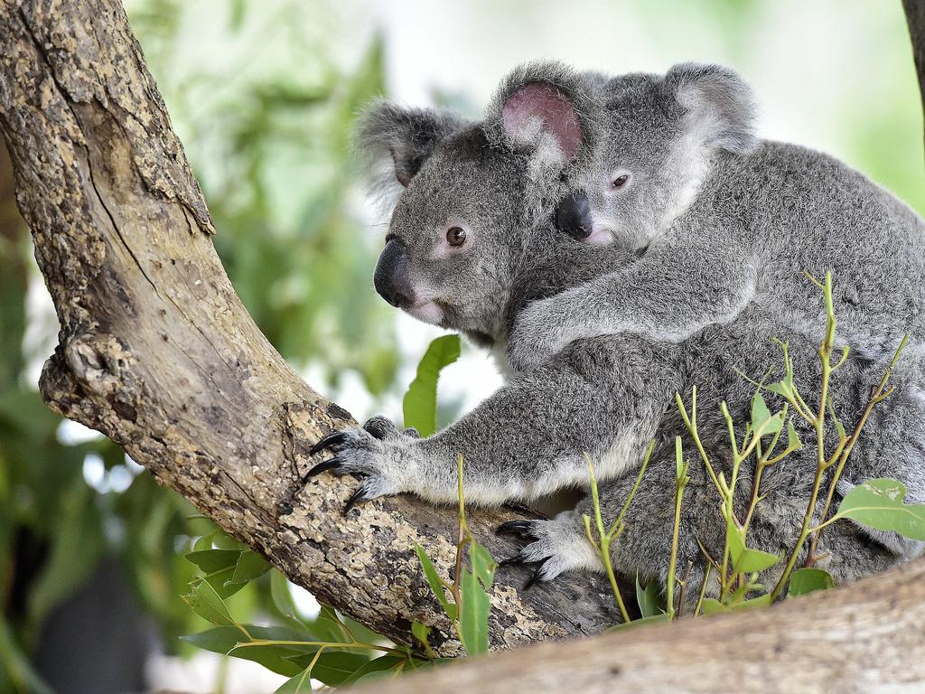 Koala joeys named at Townsville’s Billabong Sanctuary | Townsville Bulletin