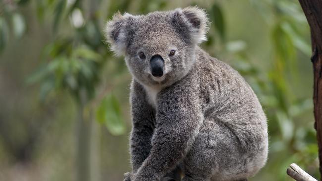 Koala Portrait on Tree Trunk, Australia