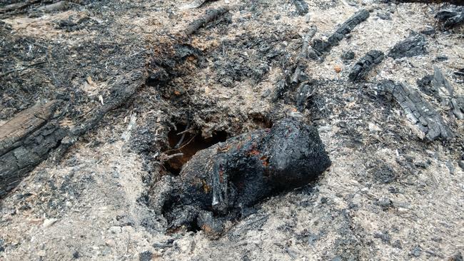 A bushwalker found a burned Tasmanian devil in the Central Highlands. Believed to be burned because of burning and logging activities. Pic via Bob Brown Foundation.