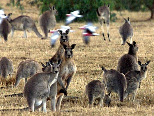 19/5/2002. Kangaroo culling story at Puckapunyal Army Base. Cull. Kangaroos. Digital image.