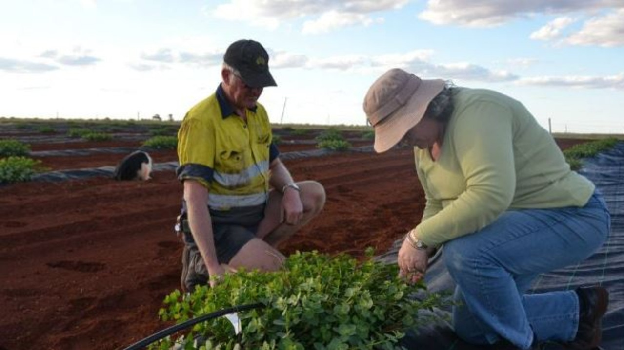 Mr Otto said producers of grass-fed cattle will pay an extra 50 cents per head.