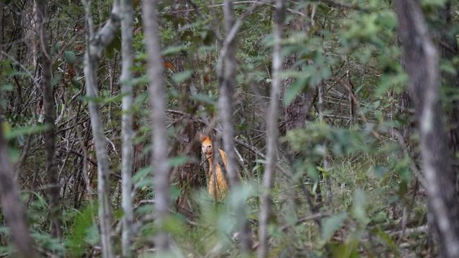 A golden swamp wallaby - normally found on the islands in the Moreton Bay - photographed in the Nerang National Forest in the Gold Coast hinterland. Photograph: Jessica Lovegrove-Walsh.