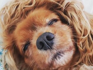 Poor Sasha, 7, was struck by a car last August and suffered a fractured neck, traumatic brain injury and issues with the nerves in her front legs. But owner Caroline Elizabeth reports she pulled through and is now “100% better”.