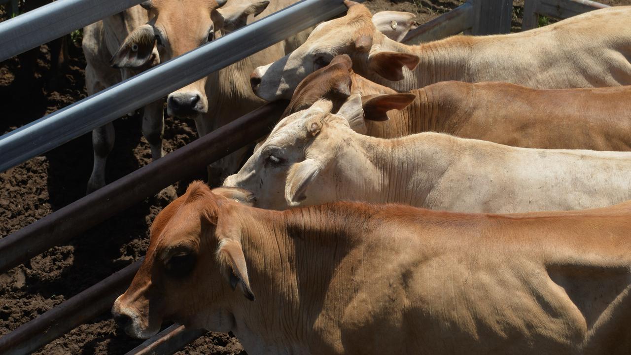 Wangaratta Cattle Sale Best Cow Prices The Weekly Times