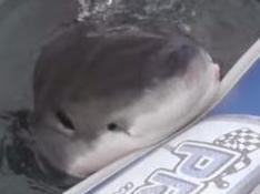 Shark rips chunks out of boat