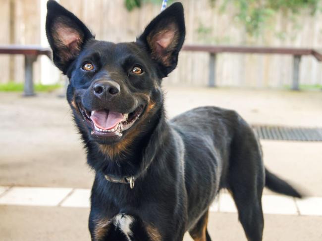 Rosie the Kelpie puppy is one of the pound dogs that regular accompany local law officers when they head to Mackay libraries to host the 'Pets are part of our community too' sessions. Picture: Heidi Petith