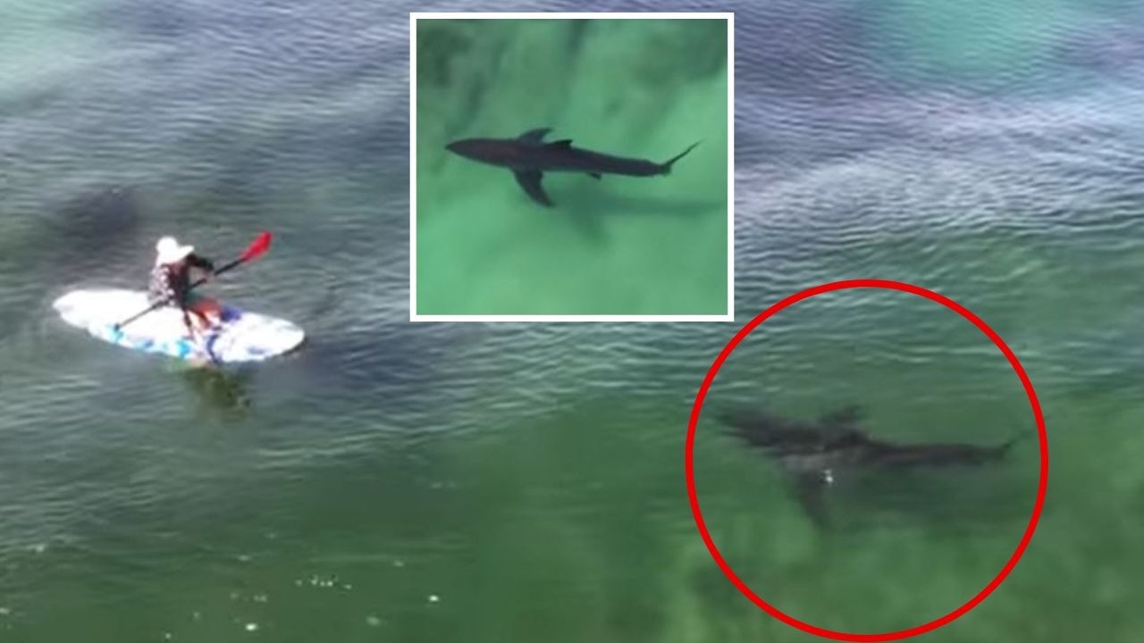 Büyük beyaz köpekbalığı videosu, SUP kullanıcılarına kafa kafaya yaklaşımı gösteriyor