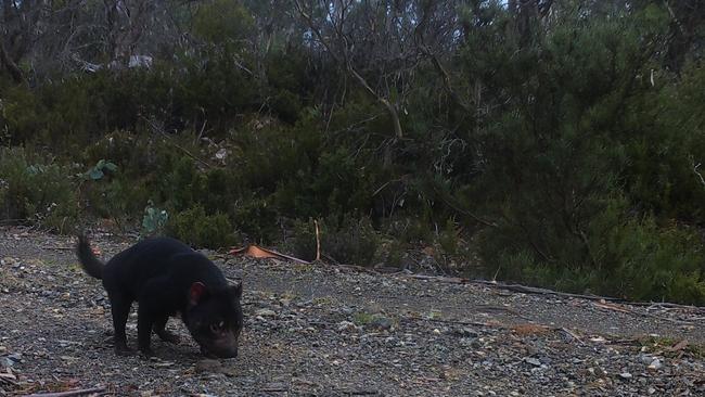 A Tasmanian devil caught on wildlife cameras equipped with AI tracking software. Picture: supplied.