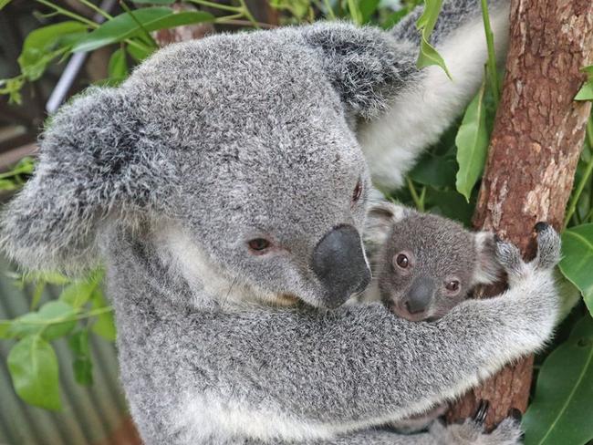 Rainforestation koala Willow with her joey. Picture: Supplied.