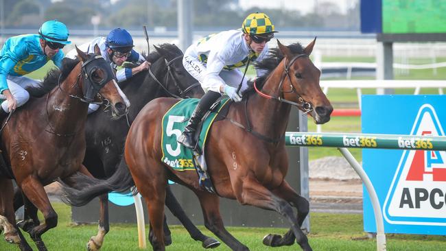 Winx’s half-sister City Of Lights will be hard to hold out at Saturday’s Caulfield Guineas meeting. Picture: Racing Photos via Getty Images