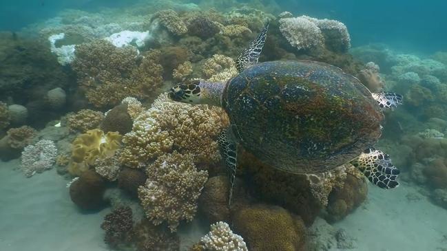 Videos and photos captured by the Hervey Bay Coral Watch team on a recent dive at Barolin Rocks show coral bleaching beginning on local reefs.