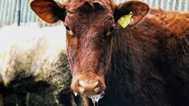 Hunter and Mid Coast cattle producers are being asked to consider their management approach to Three Day Sickness, this spring. Supplied Local Land Services.