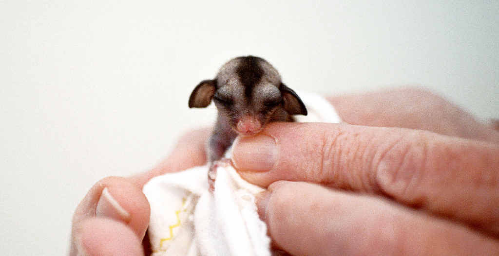 Baby store sugar glider