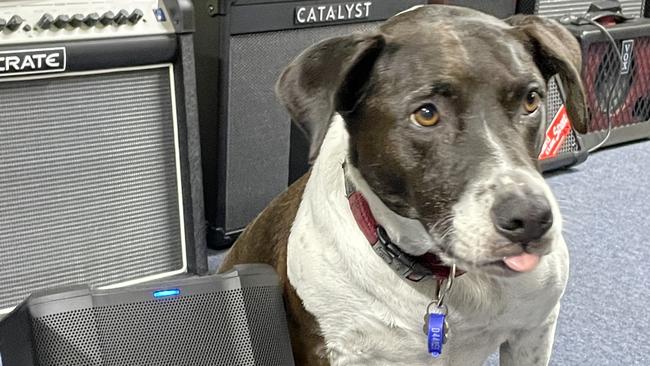 Yamaha has a shop dog named Luke, who's extremely friendly and well trained. Photo: Fergus Gregg