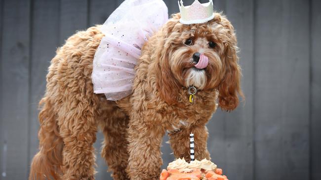 Pampered pooch Luna in a birthday party outfit. Picture: David Caird