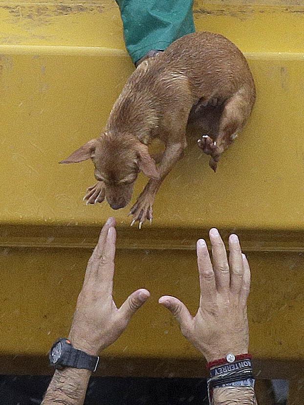 A man reaches to take a small dog from a rescue truck at the east Sam Houston Tollway as evacuations continue from flooding in Houston, Texas, Monday, Aug. 28, 2017, following Tropical Storm Harvey. Floodwaters reached the rooflines of single-story homes Monday and people could be heard pleading for help from inside as Harvey poured rain on the Houston area for a fourth consecutive day after a chaotic weekend of rising water and rescues. Picture: AP