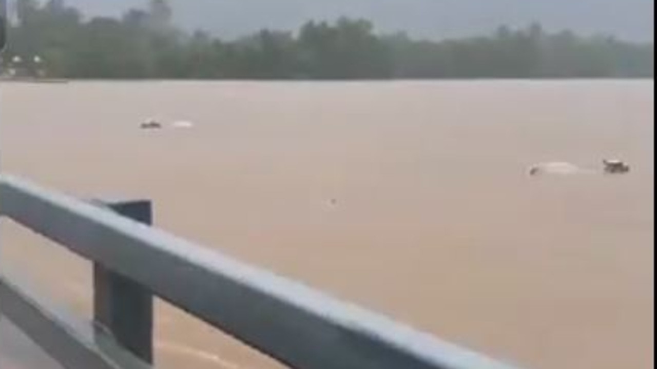 Cattle caught in the Barron River delta on Sunday morning. Picture: Supplied