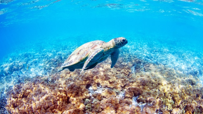 Close-up encounters with Australian wildlife | escape.com.au