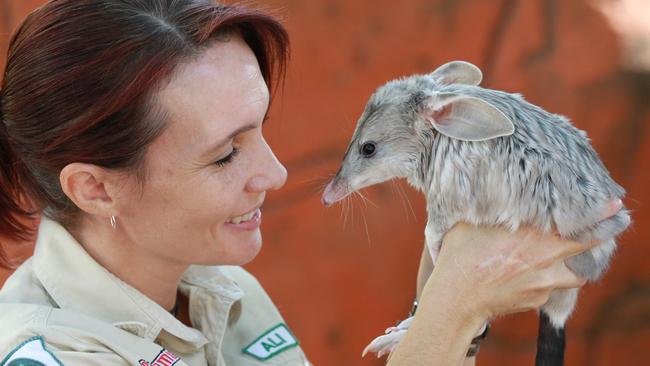 Dreamworld bilby handler Ali Wright with one of the park’s bilbies. Photo: Mike Batterham