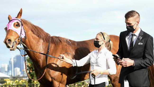 Kah strapping Bless Her on Derby Day. Photo by Vince Caligiuri/Getty Images