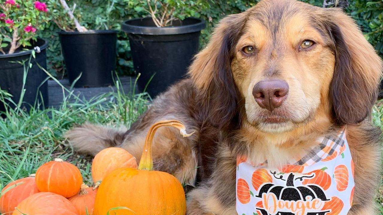 15/10/2020 - Our Australian Bernedoodle Dougie is proudly showing off our home grown pumpkin harvest from our garden in Ashgrove.  Picture: Frances - Dougie's owner