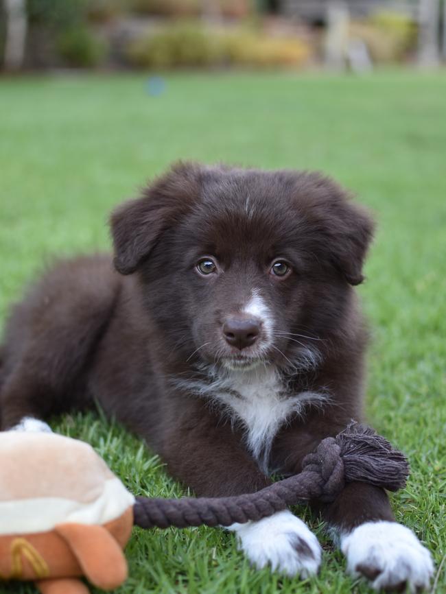 Kodie from Nairne. Picture: Supplied