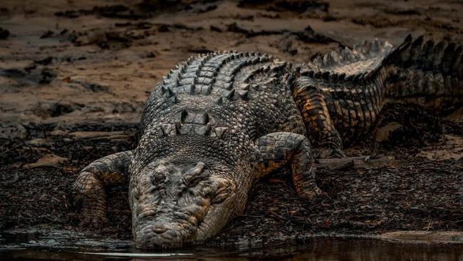 Big crocs too could live out their retirement years as pets under revived pet permit policies by the CLP. Picture: Crocodile_Beers