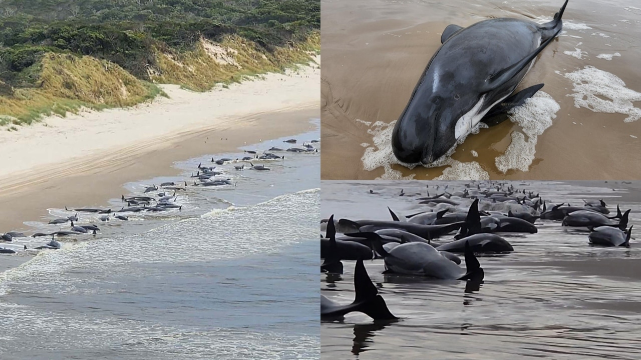 Australia says about 230 pilot whales stranded in Tasmania, half feared dead