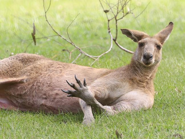 ‘Not surprising’: Man killed by pet kangaroo