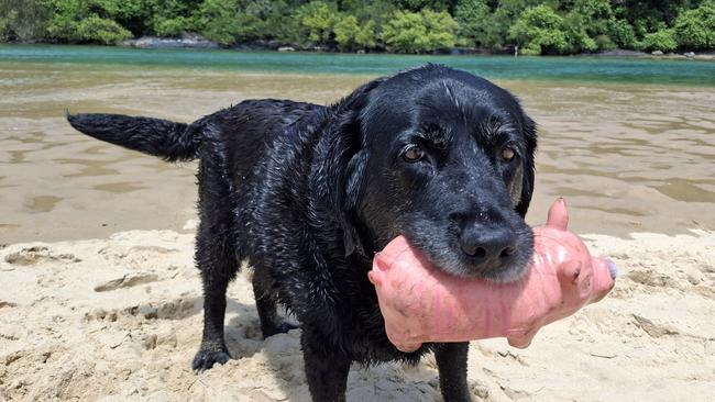 Bear and his favourite toy Piggy at his favourite dog beach at Boambee Creek.