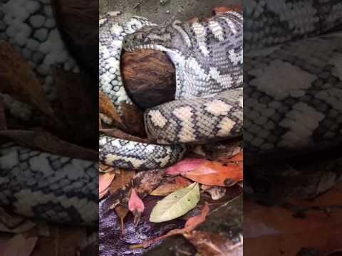 AU QLD:    Python Slowly Eats Possum in Queensland Driveway   February 09