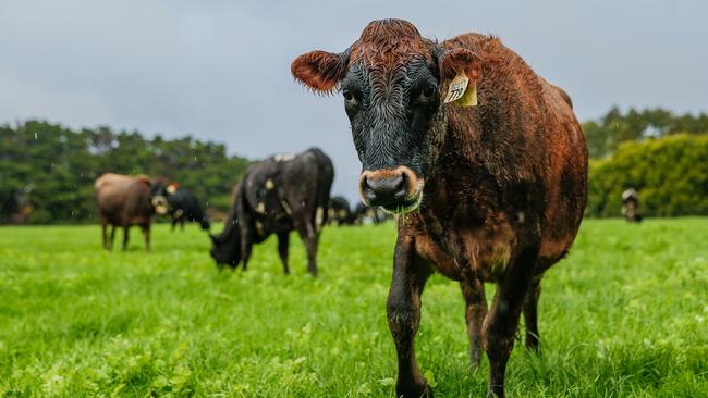 Imagine the outcry if farmers are forced to reduce their herds in order to reduce methane emissions. (Pic: Chloe Smith)