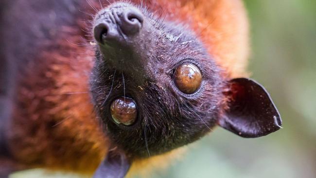 SOCIAL MEDIA IMAGE DISCUSS USE WITH YOUR EDITOR - 60,000 flying foxes in Cooloola Cove