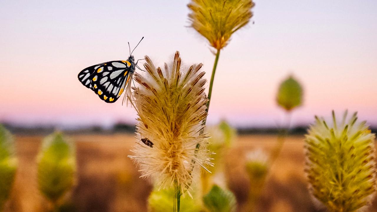 Outback in Focus photography competition finalist. Mulla mulla flowers with butterfly, at Boulia, in far western Queensland, photographed by Charlotte Allen.