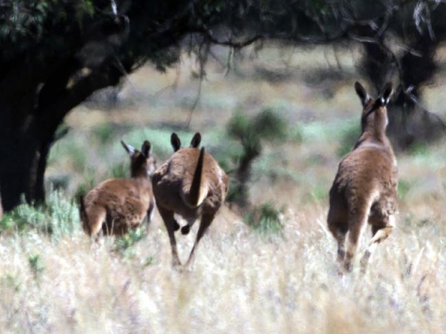 Kangaroos in the Murray-Sunset National Park.