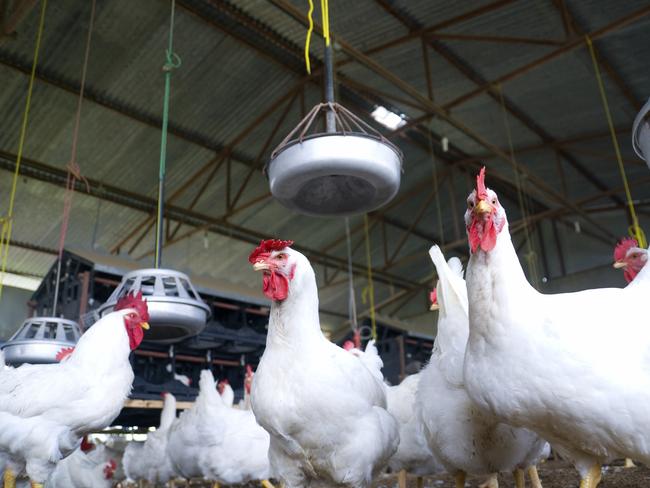 Inside a broiler chicken shed in Victoria. Picture: supplied