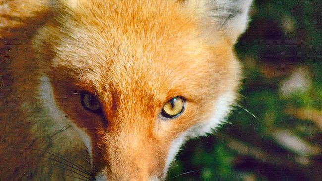 Fourteen penguins killed in fox rampage at Melbourne Zoo | Herald Sun