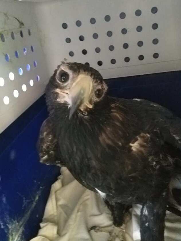 Eddie the eagle was handed over to Deb Carter from Fight for Flight NQ Birds of Prey after he was found ensnared in barbed wire.