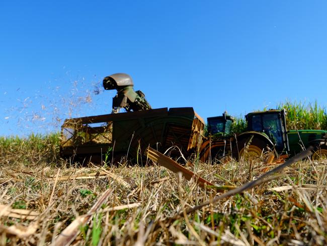 Cane harvester on Windermere Road.