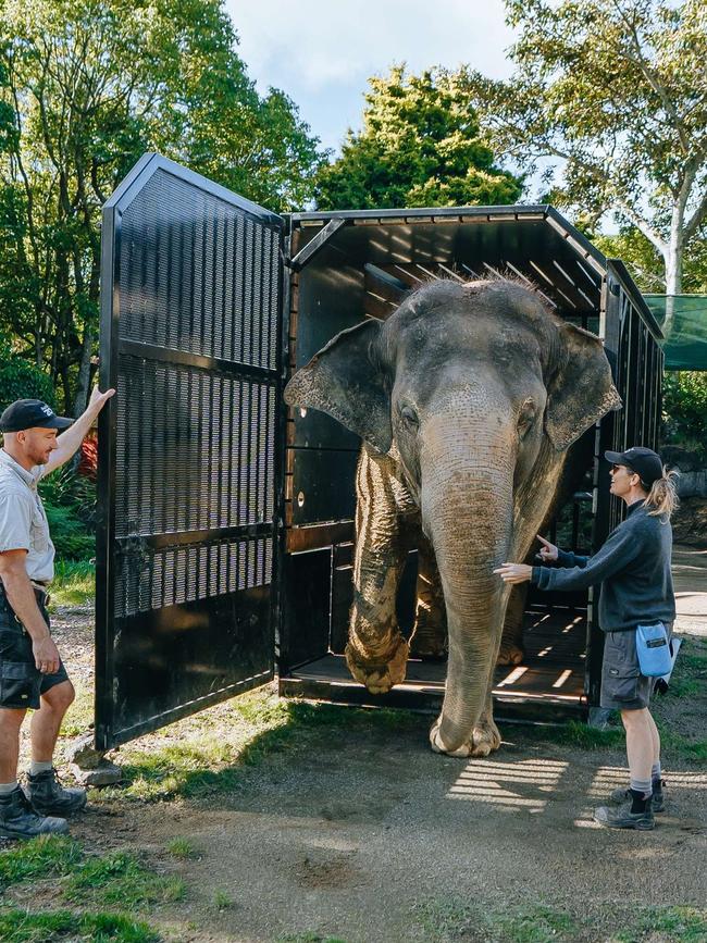 Drivers are being warned to brace for delays as she makes the move to Monarto. Picture: Supplied/Auckland Zoo