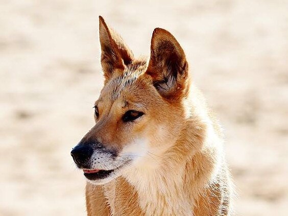 An alpine dingo on sand. Picture: Dingo Discovery Centre