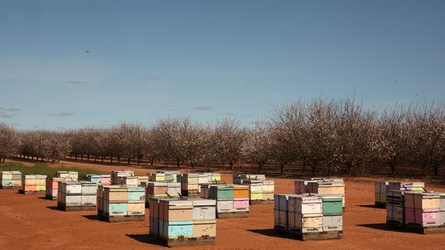 Bee hives in place at a Select Harvests almond orchard in Euston, NSW. PICTURE: ELSE KENEDY