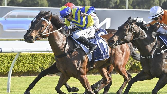 Lady Extreme returns to Canterbury and looks hard to beat. Picture: Bradley Photos