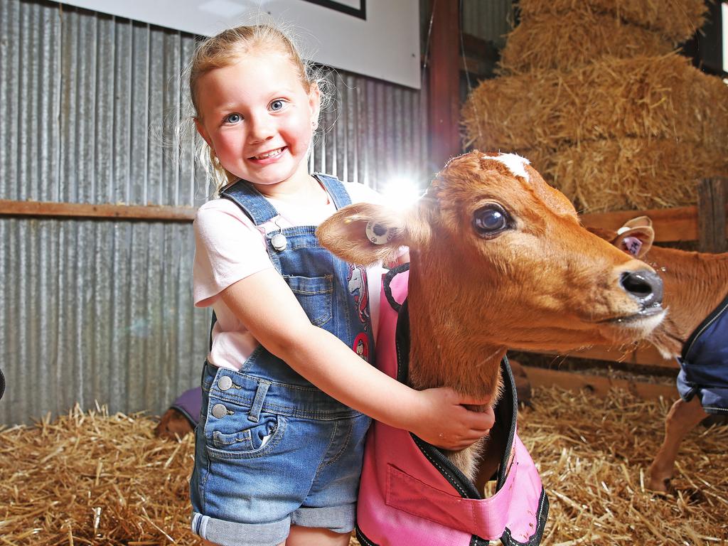 Madeline Szymansk with Bella the 5-week-old calf. Picture: ZAK SIMMONDS