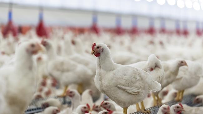 Australia is faring better than many countries on antibiotic use in farming. Picture: istock