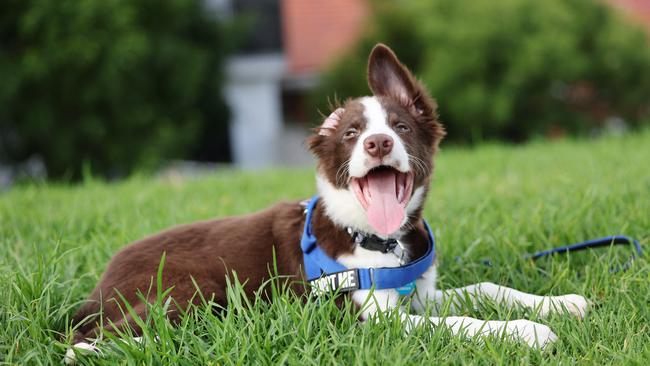 Boogie Woogie, a 3-month-old border collie pups who are up for adoption, as part of Maggie's Rescue Cooperative. With them is foster carer (of Hokey), Sina Klug. Picture: Rohan Kelly