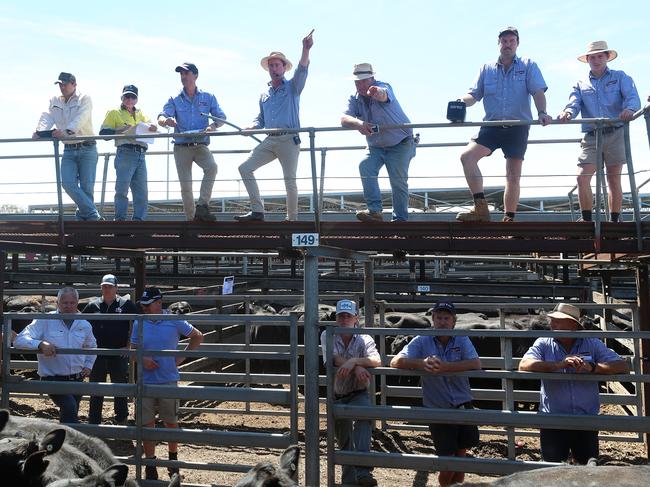 Hamilton cattle sale, HRLE, Hamilton,   Picture Yuri Kouzmin